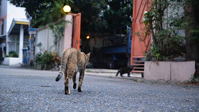 美丽年轻的街头猫，曼谷。视频素材