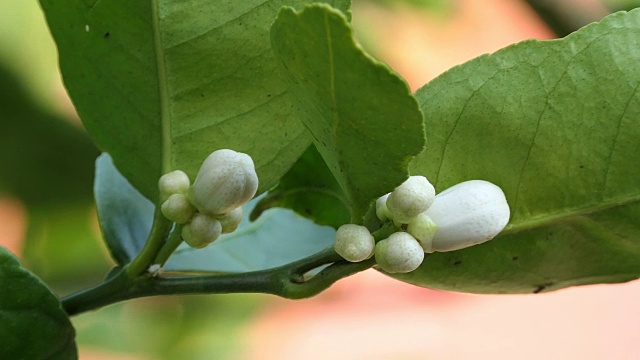 酸橙花视频素材