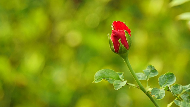 自然红玫瑰花蕾绽放自然闭合视频素材