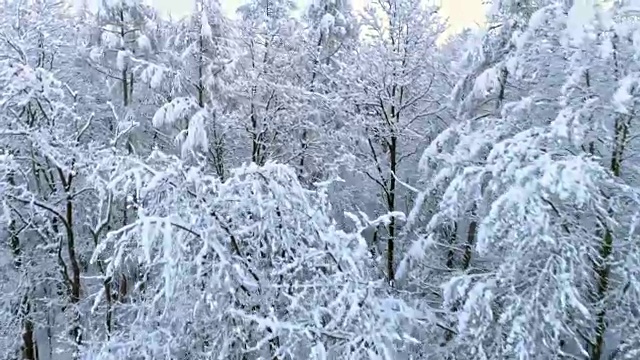 斯洛文尼亚普雷克穆里耶，田园诗般的白雪覆盖着树梢视频素材