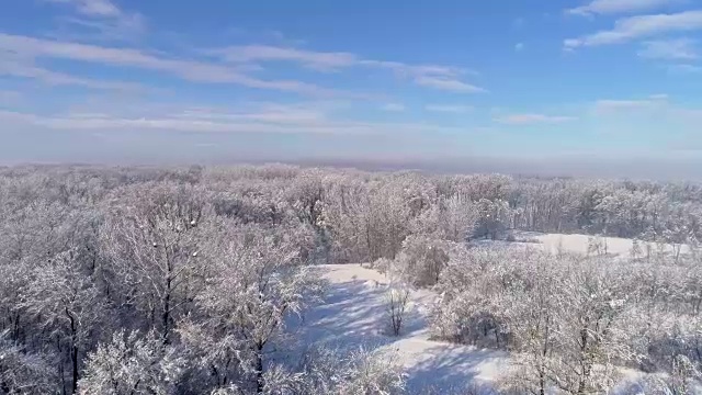 斯洛文尼亚普雷克穆里耶，阳光明媚，宁静，田园诗般的白雪覆盖的树木视频素材