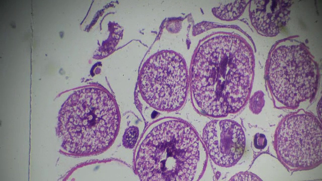显微镜下鱼卵巢横切面视频素材