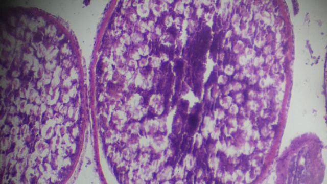 显微镜下鱼卵巢横切面视频素材