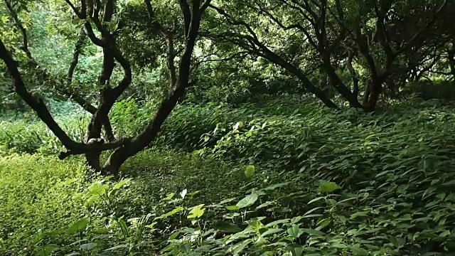 热带雨林。没有人，斯坦尼康镜头视频素材