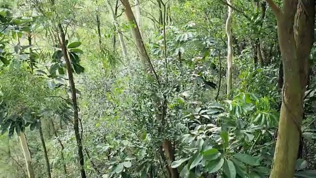 热带雨林。没有人，斯坦尼康镜头视频素材