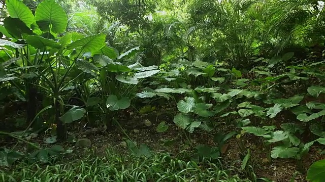 热带雨林。没有人，斯坦尼康镜头视频素材