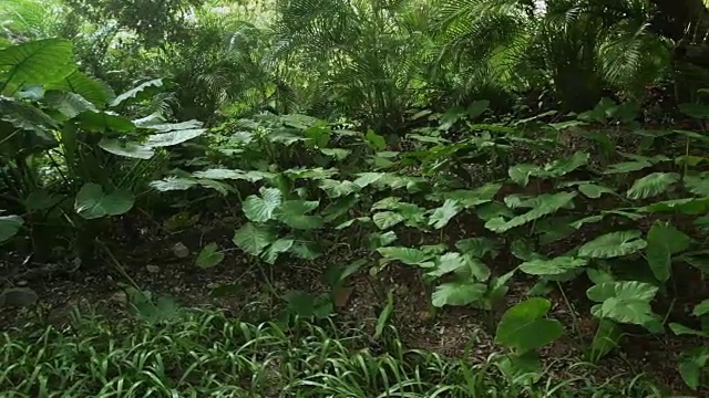 热带雨林。没有人，斯坦尼康镜头视频素材