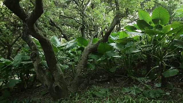 热带雨林。没有人，斯坦尼康镜头视频素材