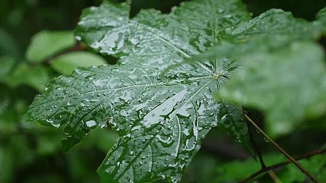 一滴雨落在枫叶上，近处视频素材