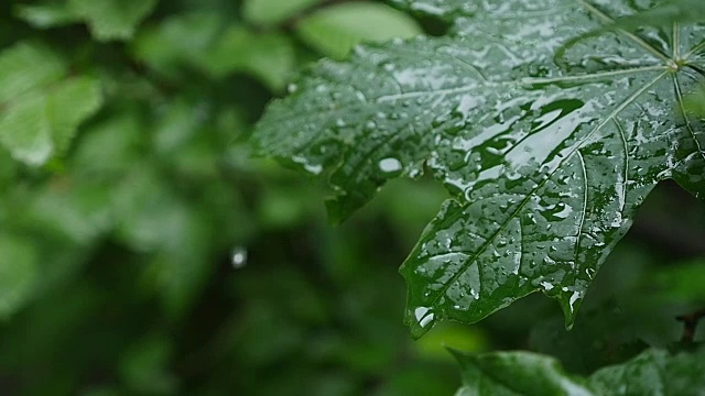 一滴雨落在枫叶上，近处视频素材