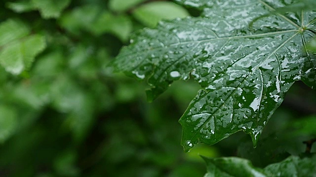 一滴雨落在枫叶上，近处视频素材