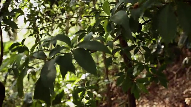 热带雨林。没有人，斯坦尼康镜头视频素材