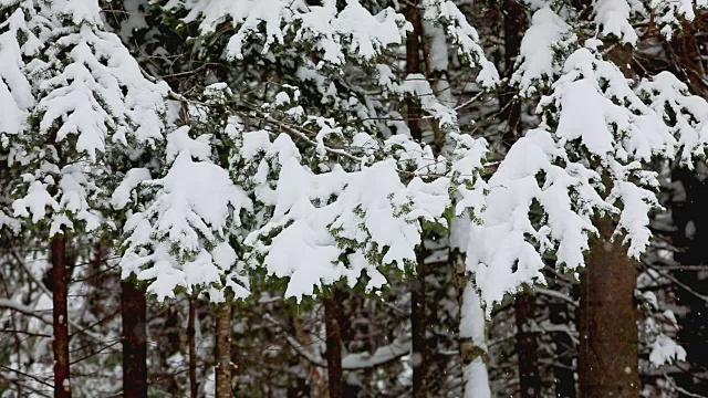 雪覆盖了树木和雪花视频素材