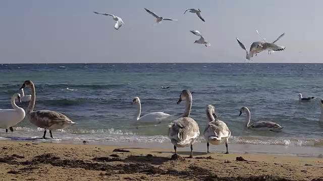 海岸上的天鹅视频素材