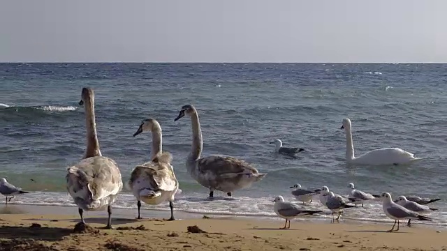 海岸上的天鹅视频素材