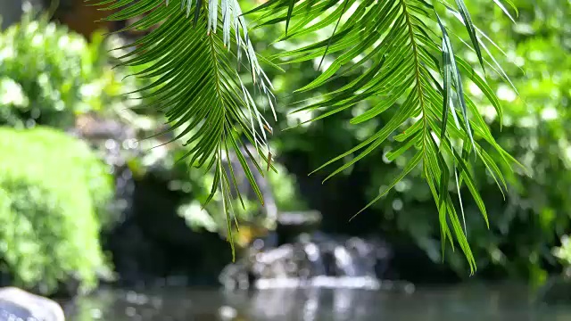 植物园池塘4k慢镜头视频素材