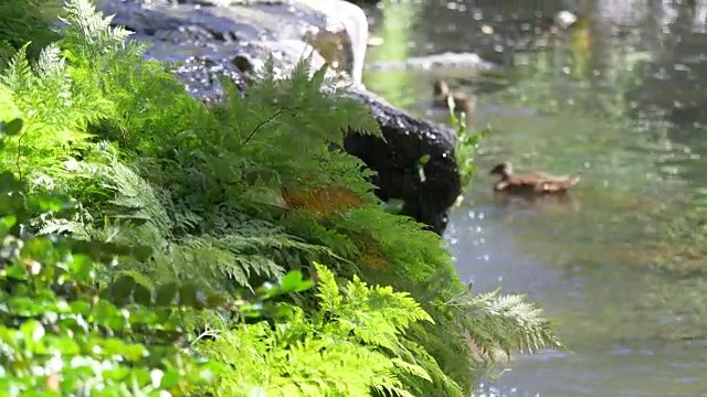 植物园池塘4k慢镜头视频素材