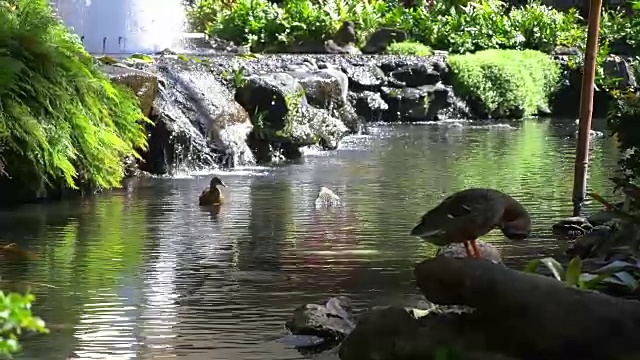 植物园池塘4k慢镜头视频素材