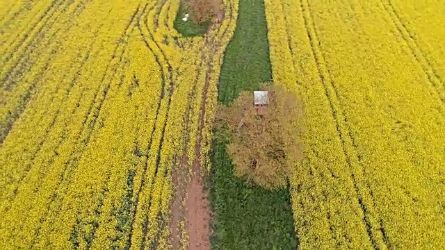 MS树在宁静，田园诗般的黄色油菜作物田视频素材