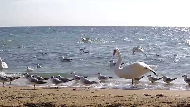 海岸上的天鹅视频素材