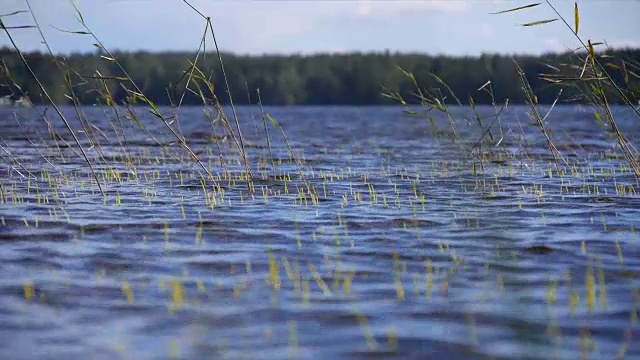 风景秀丽的湖景，枝繁叶茂。——慢动作视频素材