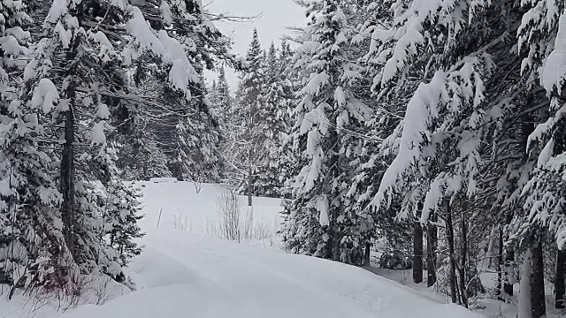 佛蒙特州的森林里下着大雪视频素材