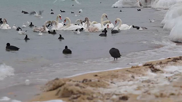 冬天的天鹅、海鸥和鸭子视频素材