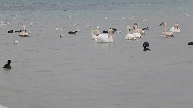 冬天的天鹅、海鸥和鸭子视频素材