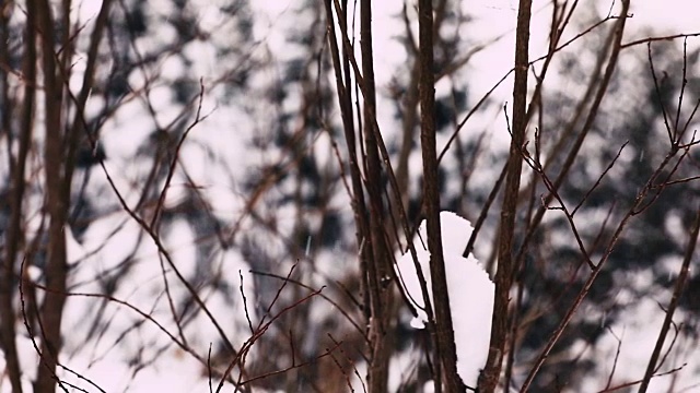 大雪下没有生命的树枝视频素材