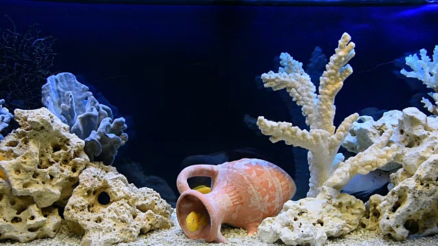 淡水水族箱中的蓝唇鱼视频素材