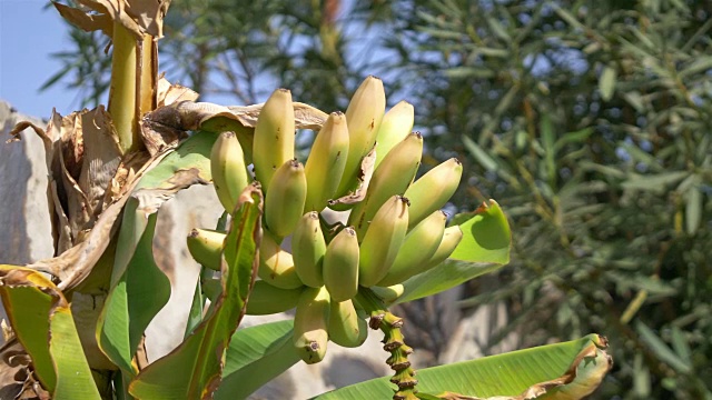 用4k慢镜头在种植园里种植香蕉视频素材