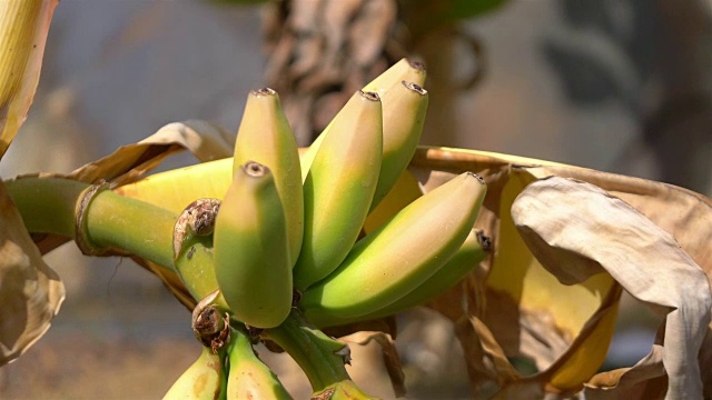 用4k慢镜头在种植园里种植香蕉视频素材