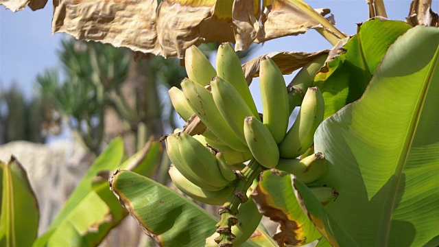 用4k慢镜头在种植园里种植香蕉视频素材