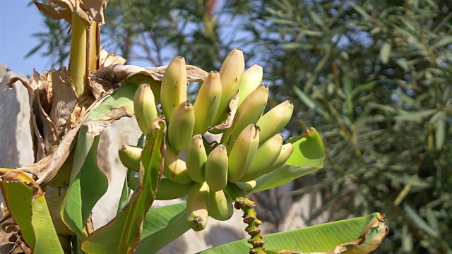 用4k慢镜头在种植园里种植香蕉视频素材