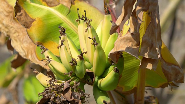 用4k慢镜头在种植园里种植香蕉视频素材