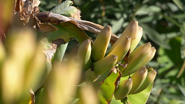 用4k慢镜头在种植园里种植香蕉视频素材