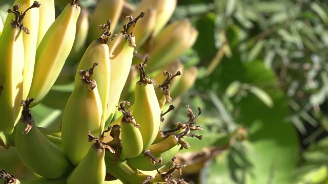 用4k慢镜头在种植园里种植香蕉视频素材