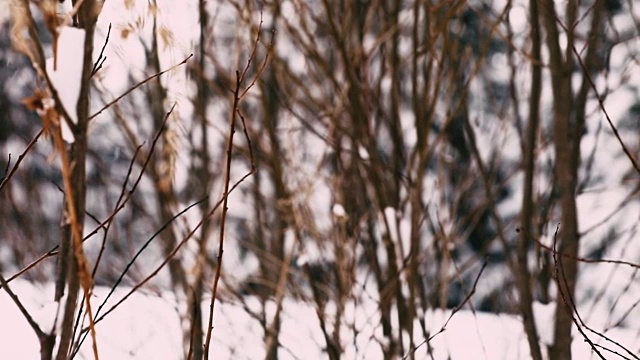 大雪下没有生命的树枝视频素材