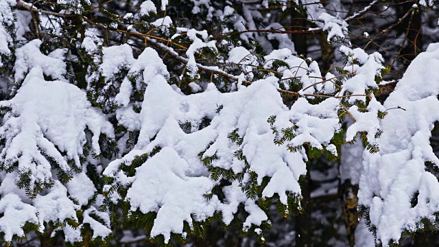 暴风雪过后，松树被雪覆盖了视频素材