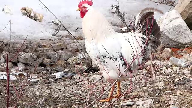 农场上的公鸡视频素材