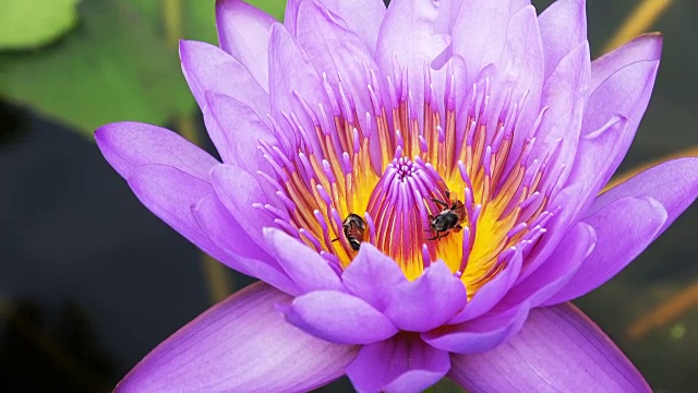 蜜蜂在莲花上采集花粉视频素材