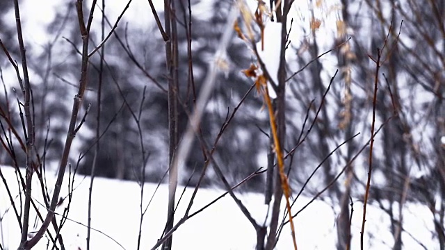 大雪下没有生命的树枝视频素材