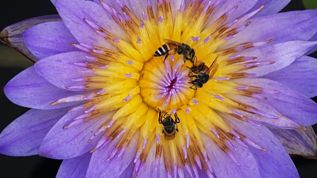 蜜蜂在莲花上采集花粉视频素材