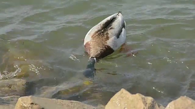 鸭水鸟视频素材