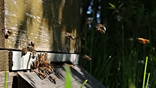 蜜蜂飞蜂箱春视频素材