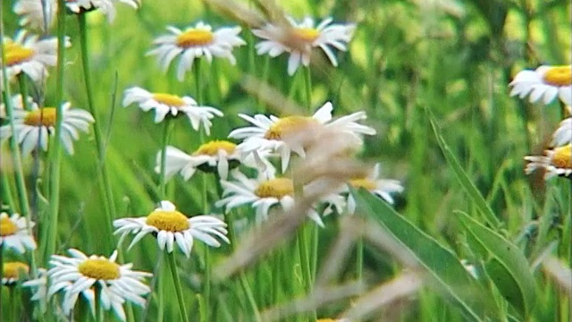 夏日草地上的洋甘菊。视频素材