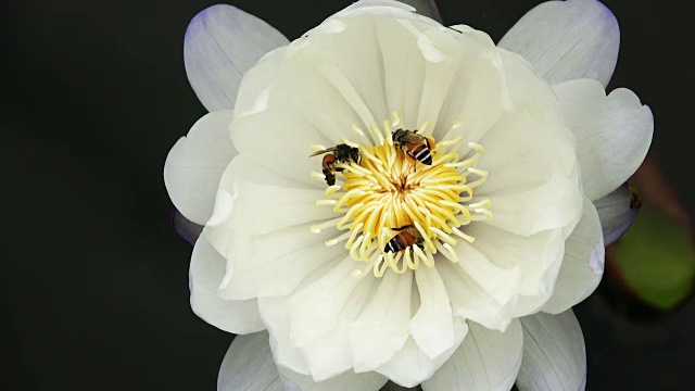 蜜蜂从莲花中采集花蜜和花粉视频素材