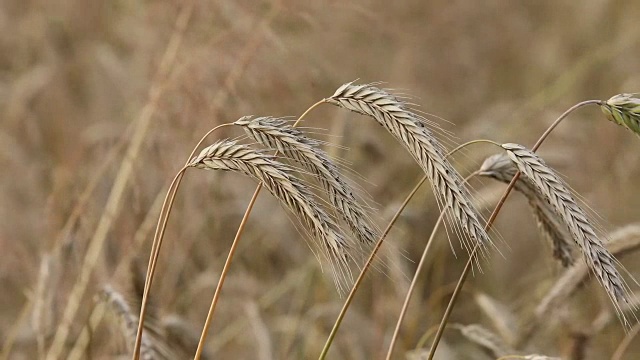 黑麦穗子使庄稼获得丰收视频素材