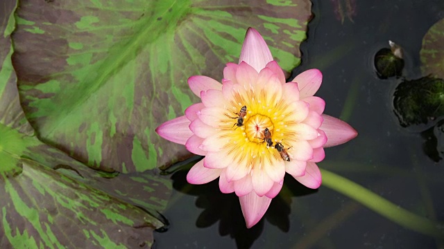 蜜蜂从莲花中采集花蜜和花粉视频素材