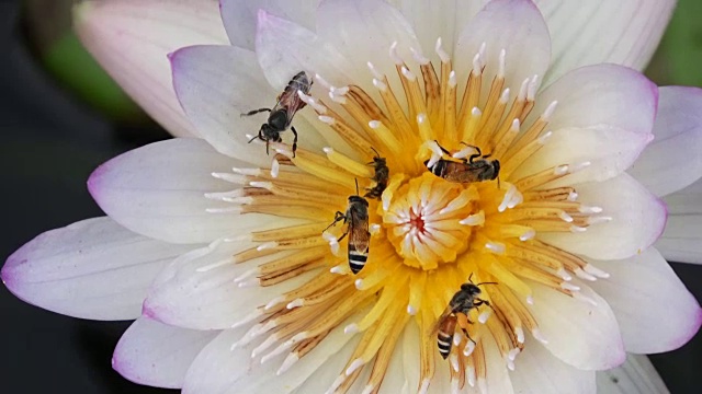 蜜蜂从莲花中采集花蜜和花粉视频素材